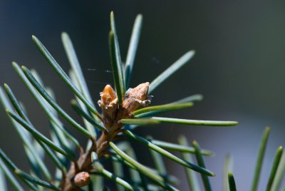 Picea breweriana 'Wüstermayer' -smrk brewerův - pupeny